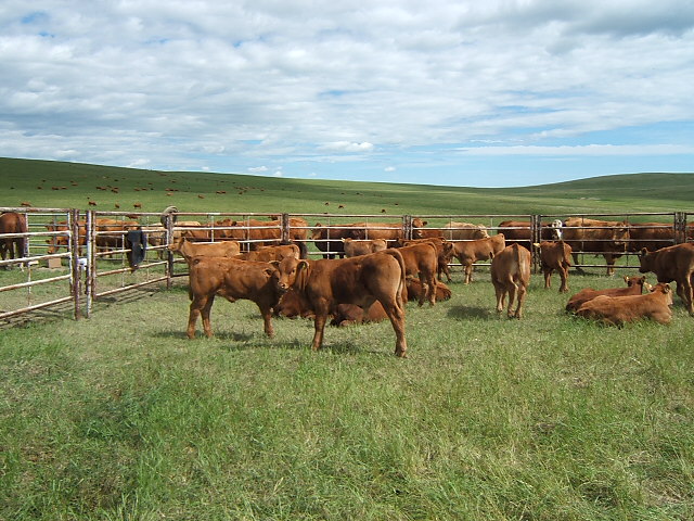 Branding Calves at the SN